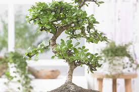 Bonsai Tree Care Gardeners Dream