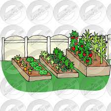Vegetable Garden Picture For Classroom