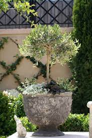 10 Top Trees To Grow In Containers