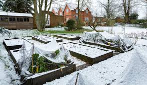 Raised Beds For Winter