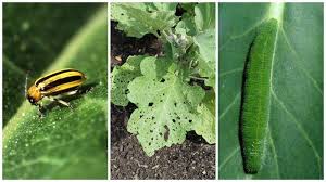 The 10 Worst Vegetable Garden Bugs And