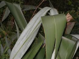 Phormium Tenax New Zealand Plant