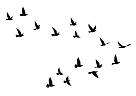 Flying Birds Vector Art Icons And