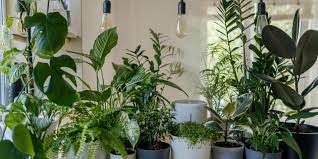 5 Best Indoor Plants To Buy In Winters