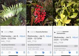 Best Plant Id Apps No Need To Pay