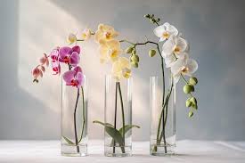 Orchids In A Tall Clear Glass Vase
