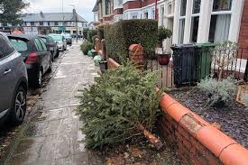 Tree In Cardiff