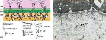 Hemidesmosome An Overview