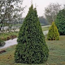Buy Thuja Smaragd Affordable