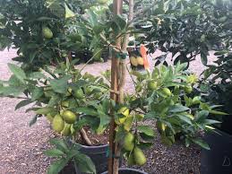 Citrus Tree Limequat Elgin Nursery