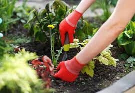 10 Tips For Pulling Weeds And Keeping