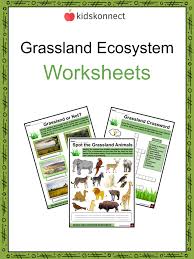 Grassland Ecosystem Worksheets