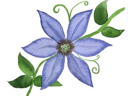 How To Paint Clematis Flowers In