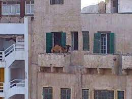 Camel To His 5th Floor Balcony