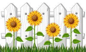 Sunflowers In The Garden With Wooden Fence