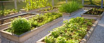 Grow Best In A Raised Garden Bed