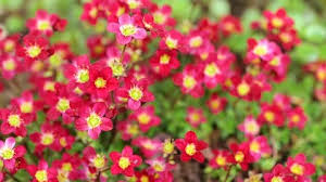 Saxifrage Stock Footage Royalty