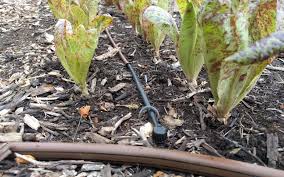 Run Drip Irrigation On Vegetables