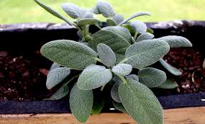 Mosquito Repellent Plants For Your Yard