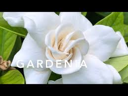Gardenia Florida Friendly Landscaping