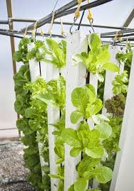 Vertical Vegetable Gardening Ideas