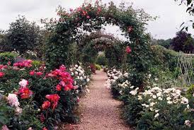 Why I Love Arches For Climbing Plants