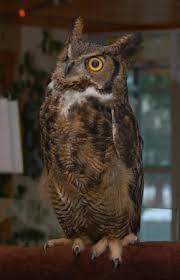 Great Horned Owl Size Habitat Facts