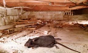 Rats In Crawlspace Mice And Rodents