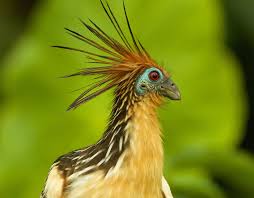 How To Display A Hoatzin Science