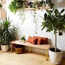 Best Houseplants For Winter And How To