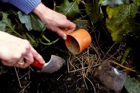 A Midsummer Snack Fertilizing Veggies