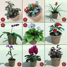 3d Model Interior Plants Collection V5