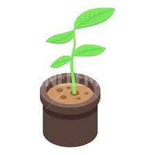 Indoor Plant Pot Icon Isometric Of