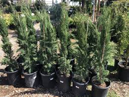 Italian Cypress Elgin Nursery Tree