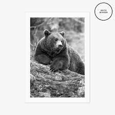 Bear Photo Poster Print No 1 Bear Black