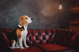 Pet Friendly Leather Chesterfield Sofas
