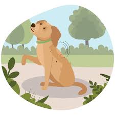 10 Tips To Help Keep Your Dog Safe Outdoors
