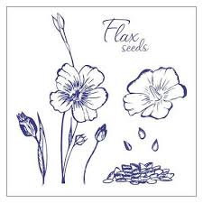 Flax Flowers And Flax Seeds Hand Drawn