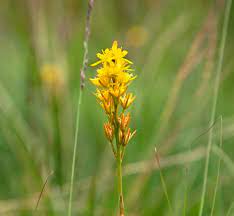 Plant Toxic To Sheep And Cattle