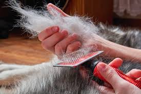 Dog Shedding Why Our Dogs Shed And How