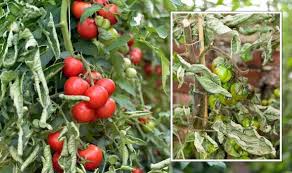 How To Avoid Killing Tomato Plants