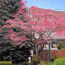 Pink Flowering Deciduous Dogwood Tree
