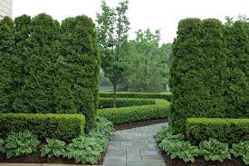 Hedgers And Edgers The 10 Best Shrubs