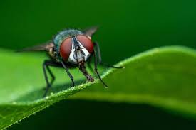 11 Types Of Fly Repellent Plant