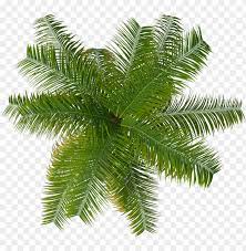Free Png Palm Tree Top Palm Tree Top
