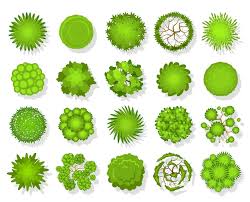 Tree Plan Vectors Ilrations For
