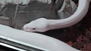 Basement Ball Python Crawl