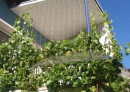Nets For Leave Protection Agricultural