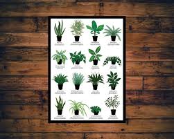 Houseplants Print Plant