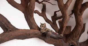 Man Creates Indoor Fake Tree For A Cat